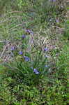 Hairyflower spiderwort